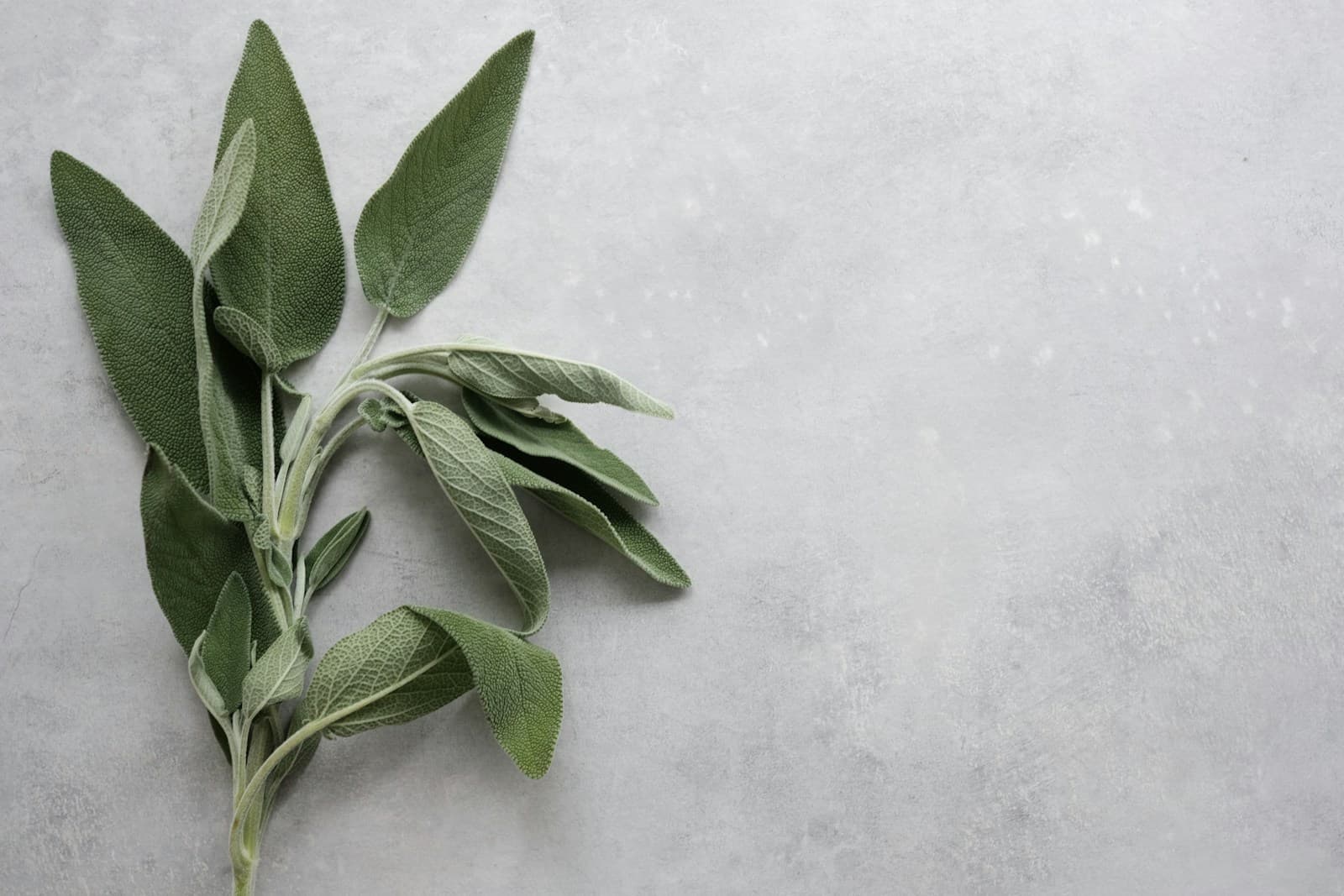 Salvia