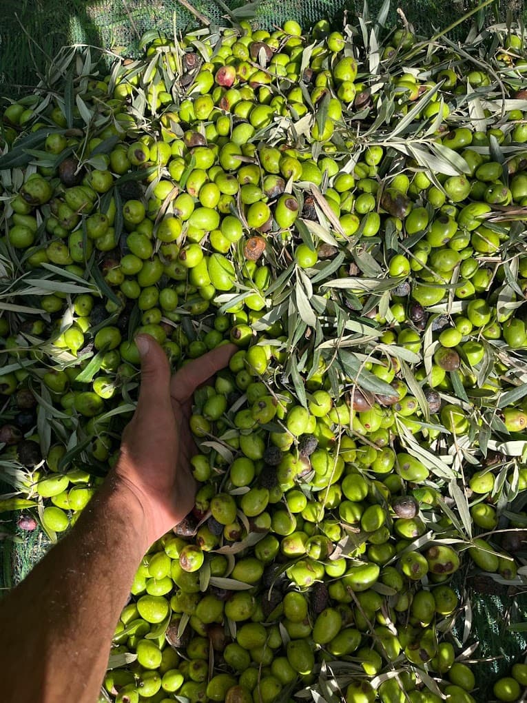 Mano che raccoglie le olive appena colte dalla rete