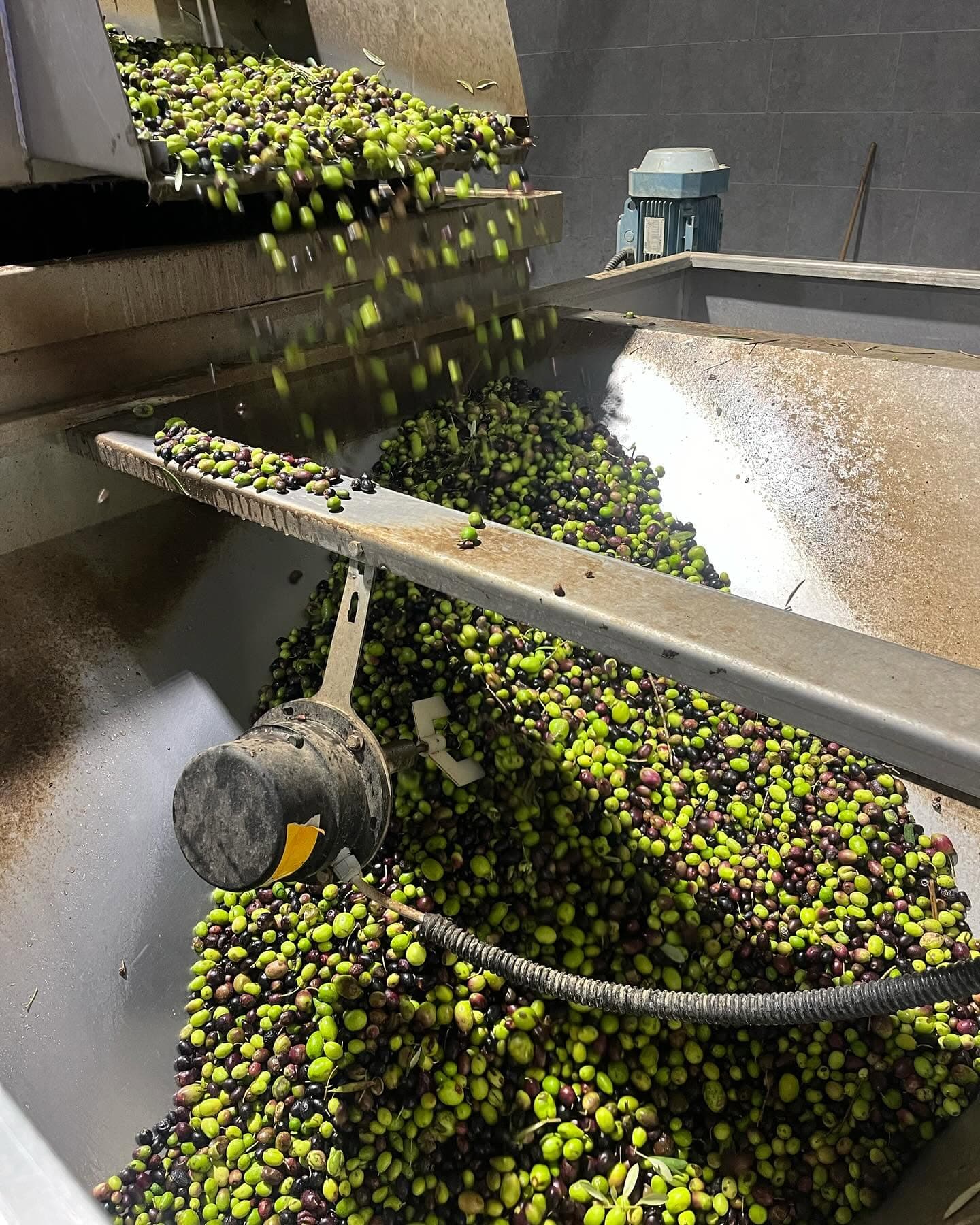 Olive appena raccolte conferite al frantoio