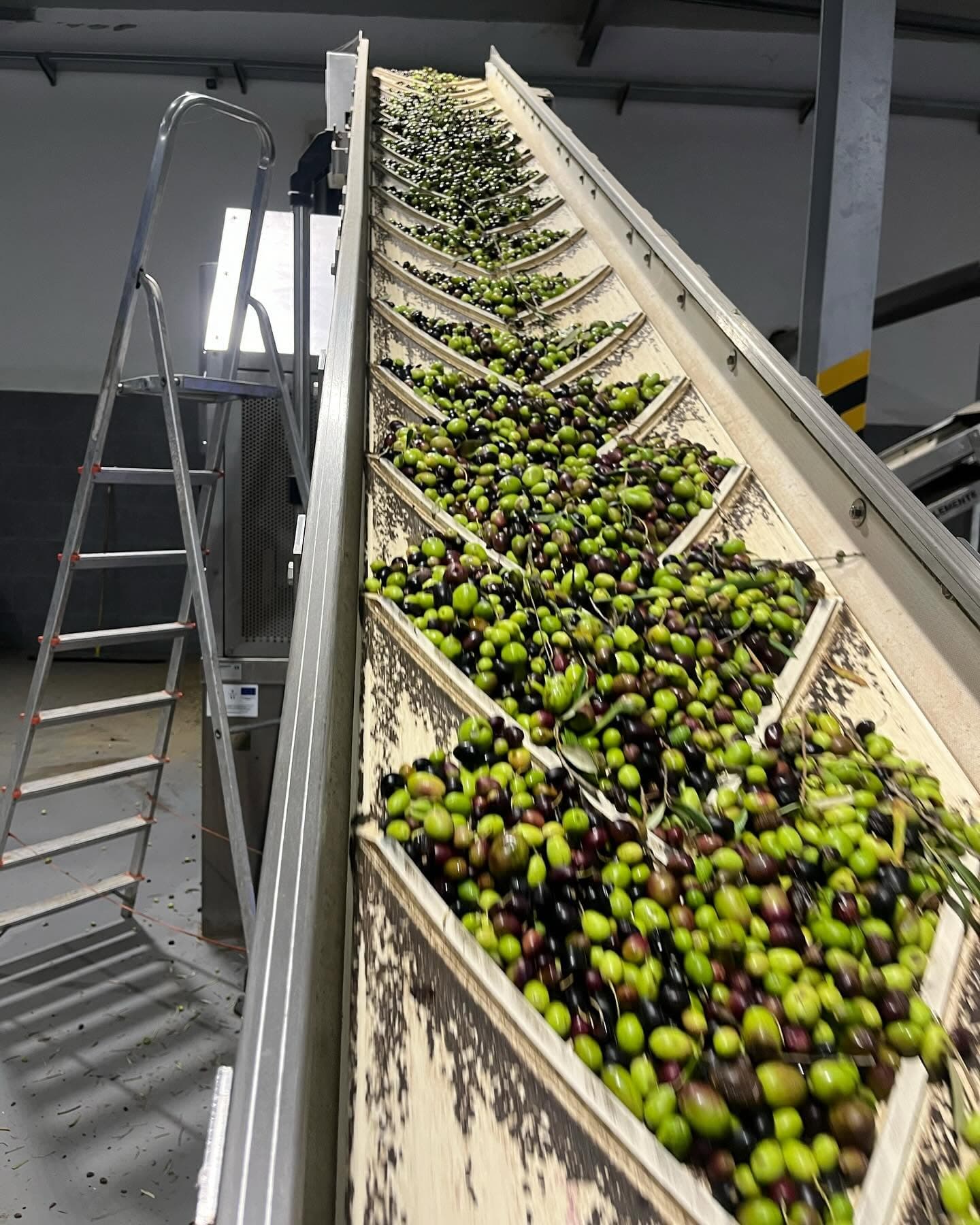 Spremitura a freddo dell'olio extravergine Tenute Balsamo