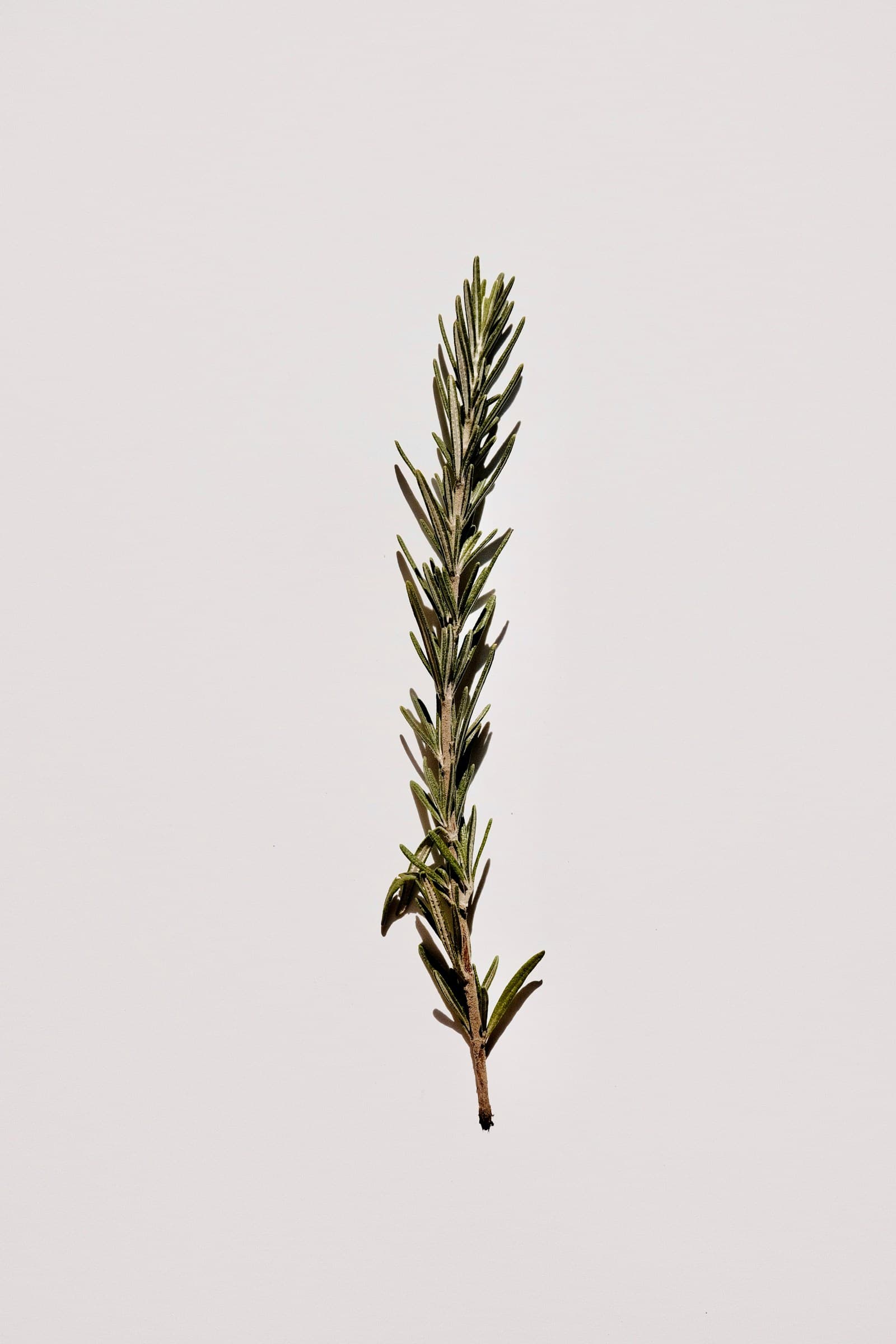 Erbe aromatiche